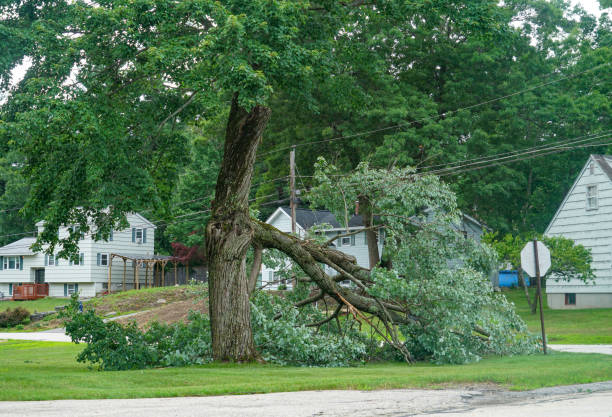 Mont Alto, PA Tree Services Company